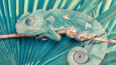 Grüner Chameleon